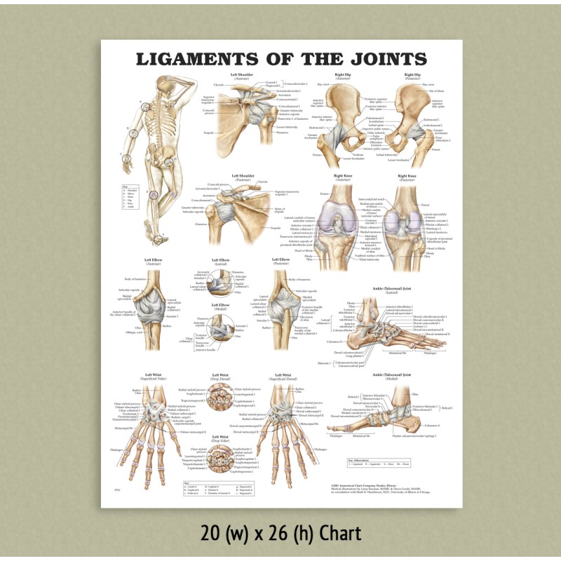 Back Talk Systems, Colorado » Ligaments of the Joints Anatomical Chart